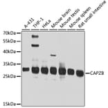 Western Blot - Anti-CAPZB Antibody (A16072) - Antibodies.com