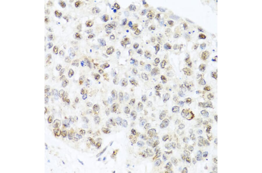 Immunohistochemistry - Anti-Centrin 3 Antibody (A16075) - Antibodies.com
