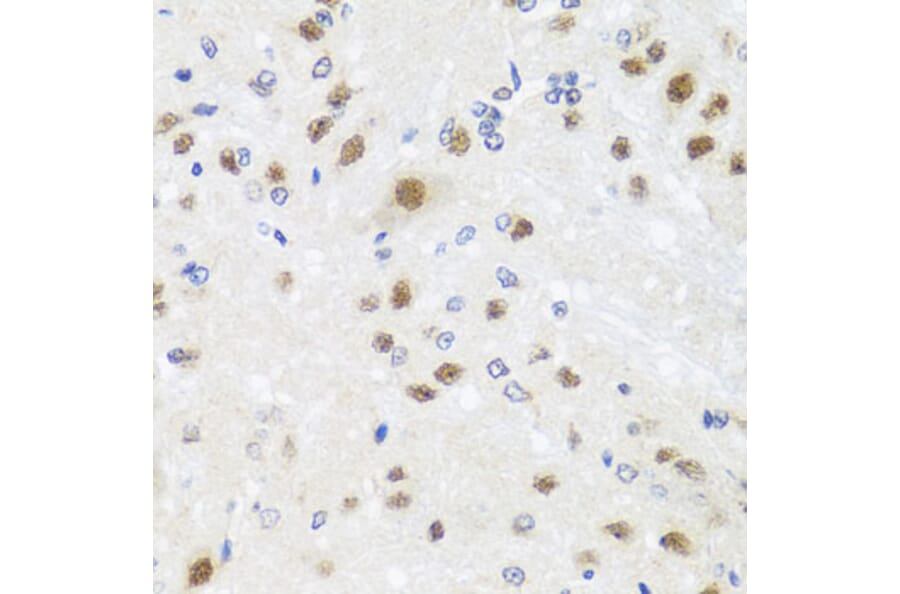 Immunohistochemistry - Anti-Centrin 3 Antibody (A16075) - Antibodies.com