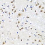 Immunohistochemistry - Anti-Centrin 3 Antibody (A16075) - Antibodies.com