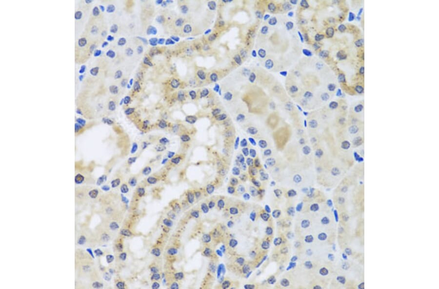 Immunohistochemistry - Anti-Centrin 3 Antibody (A16075) - Antibodies.com