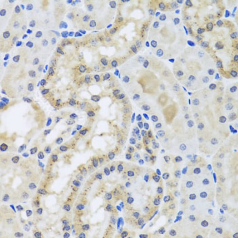 Immunohistochemistry - Anti-Centrin 3 Antibody (A16075) - Antibodies.com