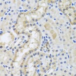 Immunohistochemistry - Anti-Centrin 3 Antibody (A16075) - Antibodies.com