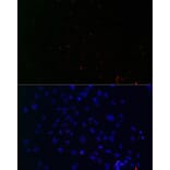 Immunofluorescence - Anti-Centrin 3 Antibody (A16075) - Antibodies.com