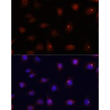Immunofluorescence - Anti-Centrin 3 Antibody (A16075) - Antibodies.com