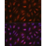 Immunofluorescence - Anti-Centrin 3 Antibody (A16075) - Antibodies.com