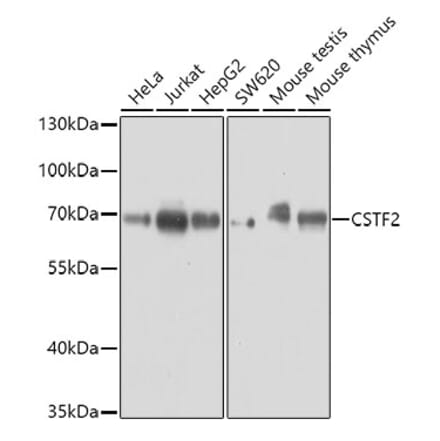 Western Blot - Anti-CstF-64 Antibody (A16077) - Antibodies.com