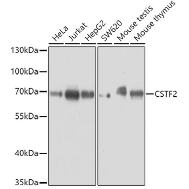 Western Blot - Anti-CstF-64 Antibody (A16077) - Antibodies.com