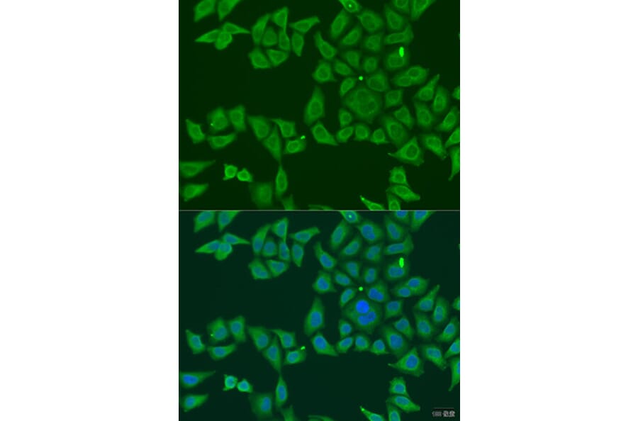 Immunofluorescence - Anti-FKBP2 Antibody (A8120) - Antibodies.com