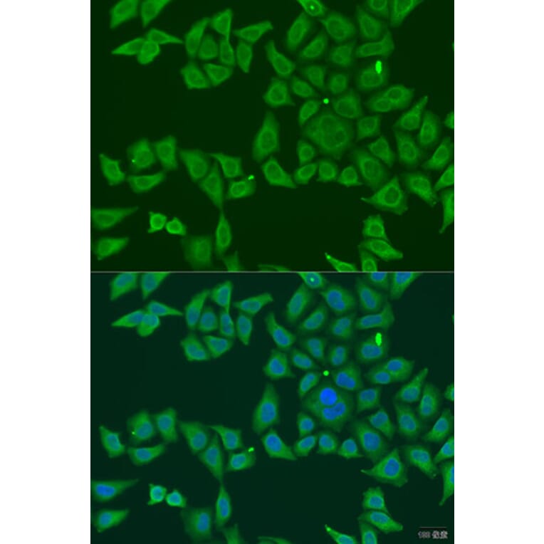 Immunofluorescence - Anti-FKBP2 Antibody (A8120) - Antibodies.com