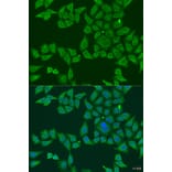 Immunofluorescence - Anti-FKBP2 Antibody (A8120) - Antibodies.com