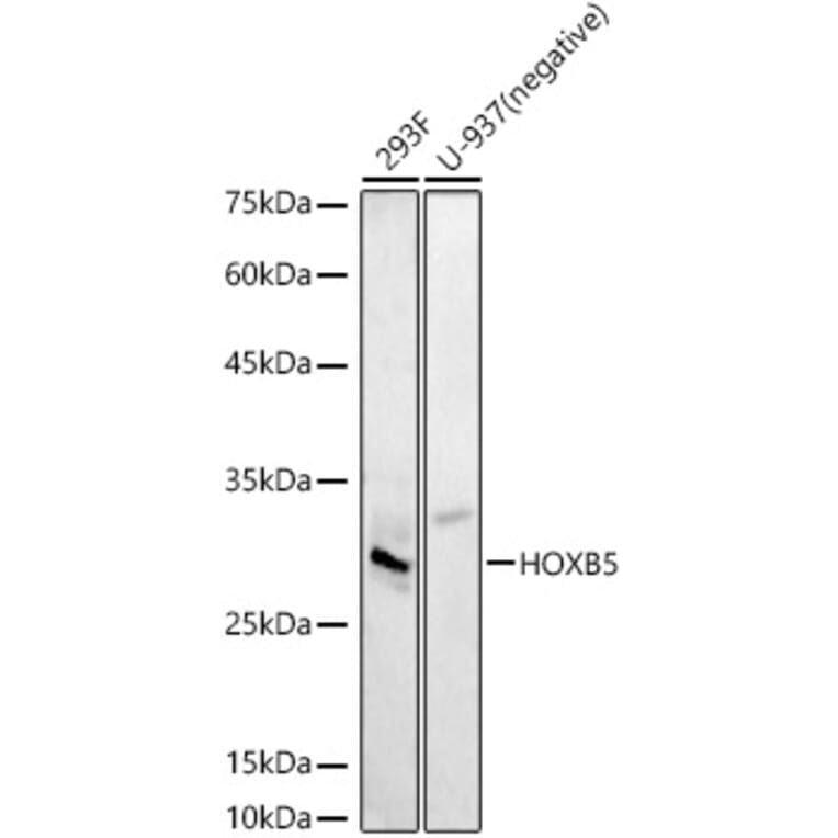 Western Blot - Anti-HOXB5 Antibody (A16080) - Antibodies.com