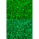 Immunofluorescence - Anti-HOXB5 Antibody (A16080) - Antibodies.com