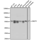 Western Blot - Anti-OXCT1/SCOT Antibody (A16084) - Antibodies.com