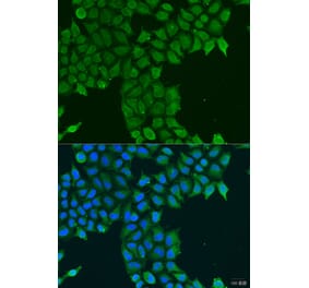 Immunofluorescence - Anti-PCTAIRE1 Antibody (A16085) - Antibodies.com