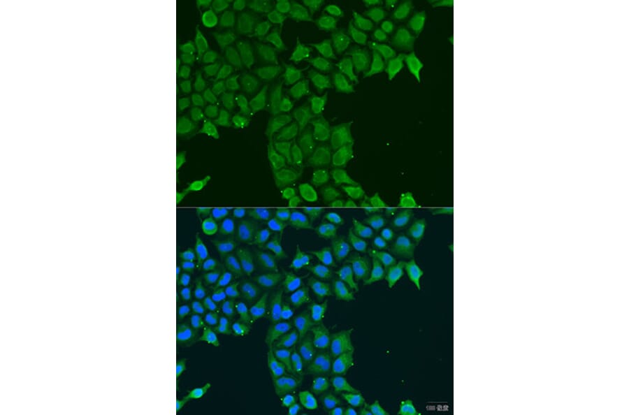 Immunofluorescence - Anti-PCTAIRE1 Antibody (A16085) - Antibodies.com
