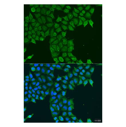 Immunofluorescence - Anti-PCTAIRE1 Antibody (A16085) - Antibodies.com