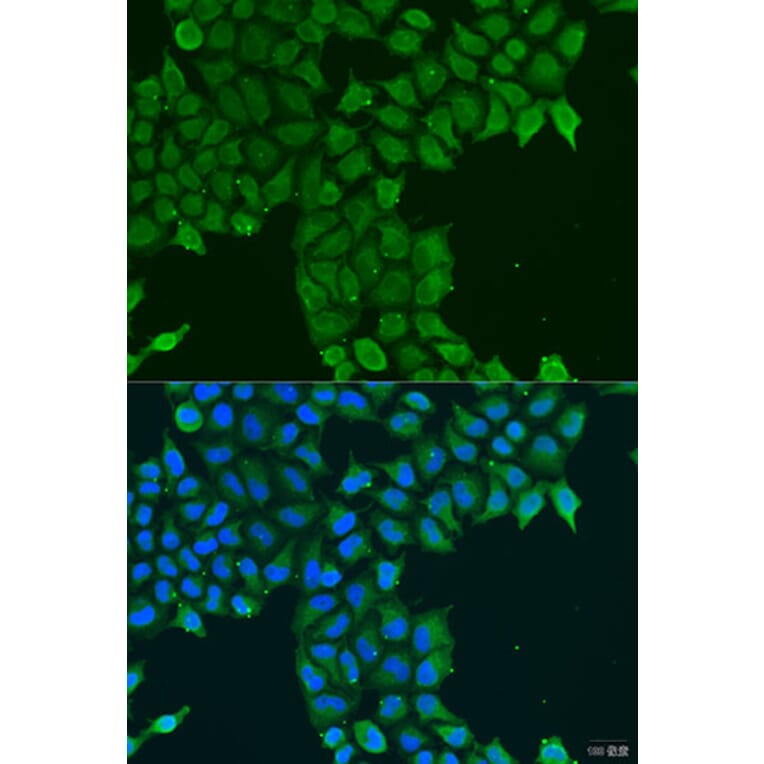 Immunofluorescence - Anti-PCTAIRE1 Antibody (A16085) - Antibodies.com