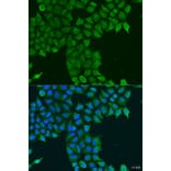 Immunofluorescence - Anti-PCTAIRE1 Antibody (A16085) - Antibodies.com