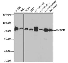Western Blot - Anti-Cytochrome P450 Reductase Antibody (A16086) - Antibodies.com