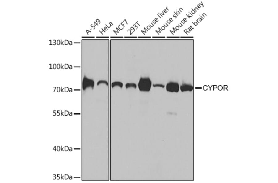 Western Blot - Anti-Cytochrome P450 Reductase Antibody (A16086) - Antibodies.com
