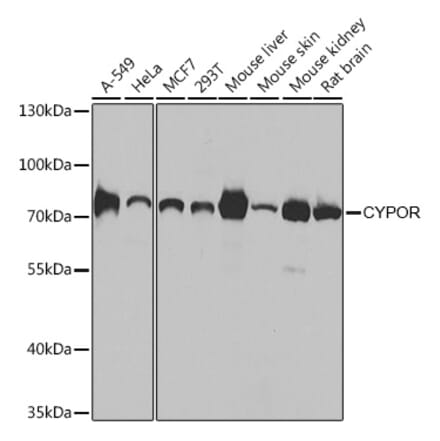 Western Blot - Anti-Cytochrome P450 Reductase Antibody (A16086) - Antibodies.com