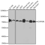 Western Blot - Anti-Cytochrome P450 Reductase Antibody (A16086) - Antibodies.com