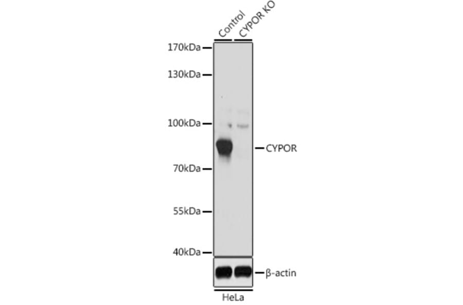 Western Blot - Anti-Cytochrome P450 Reductase Antibody (A16086) - Antibodies.com