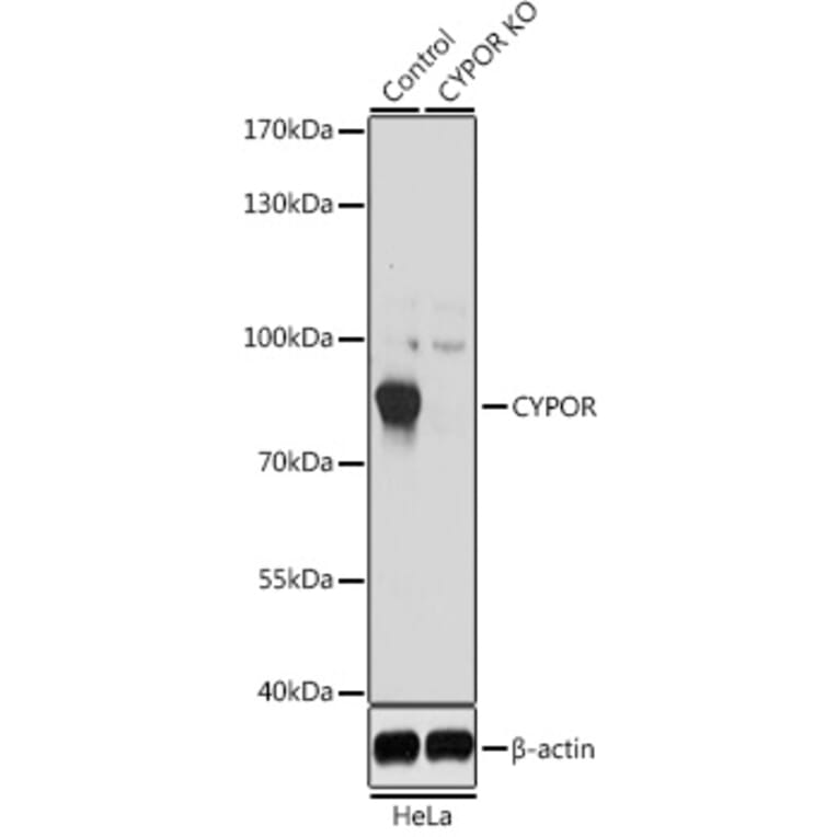 Western Blot - Anti-Cytochrome P450 Reductase Antibody (A16086) - Antibodies.com