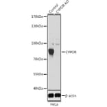 Western Blot - Anti-Cytochrome P450 Reductase Antibody (A16086) - Antibodies.com