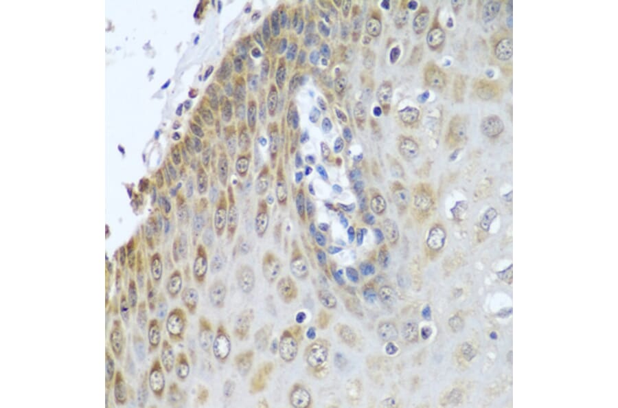 Immunohistochemistry - Anti-Cytochrome P450 Reductase Antibody (A16086) - Antibodies.com