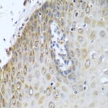 Immunohistochemistry - Anti-Cytochrome P450 Reductase Antibody (A16086) - Antibodies.com