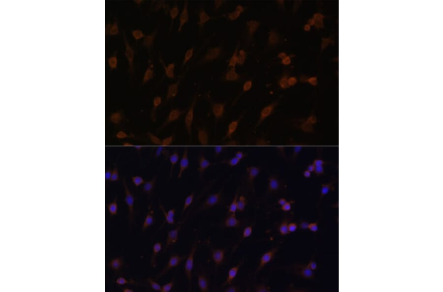 Immunofluorescence - Anti-Cytochrome P450 Reductase Antibody (A16086) - Antibodies.com