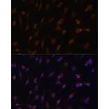 Immunofluorescence - Anti-Cytochrome P450 Reductase Antibody (A16086) - Antibodies.com