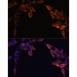 Immunofluorescence - Anti-Cytochrome P450 Reductase Antibody (A16086) - Antibodies.com