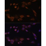 Immunofluorescence - Anti-Cytochrome P450 Reductase Antibody (A16086) - Antibodies.com