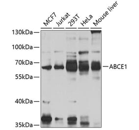 Western Blot - Anti-ABCE1 Antibody (A16089) - Antibodies.com