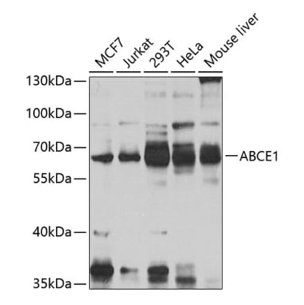 Western Blot - Anti-ABCE1 Antibody (A16089) - Antibodies.com