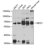 Western Blot - Anti-ABCE1 Antibody (A16089) - Antibodies.com