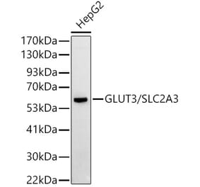 Western Blot - Anti-Glucose Transporter GLUT3 Antibody (A16090) - Antibodies.com