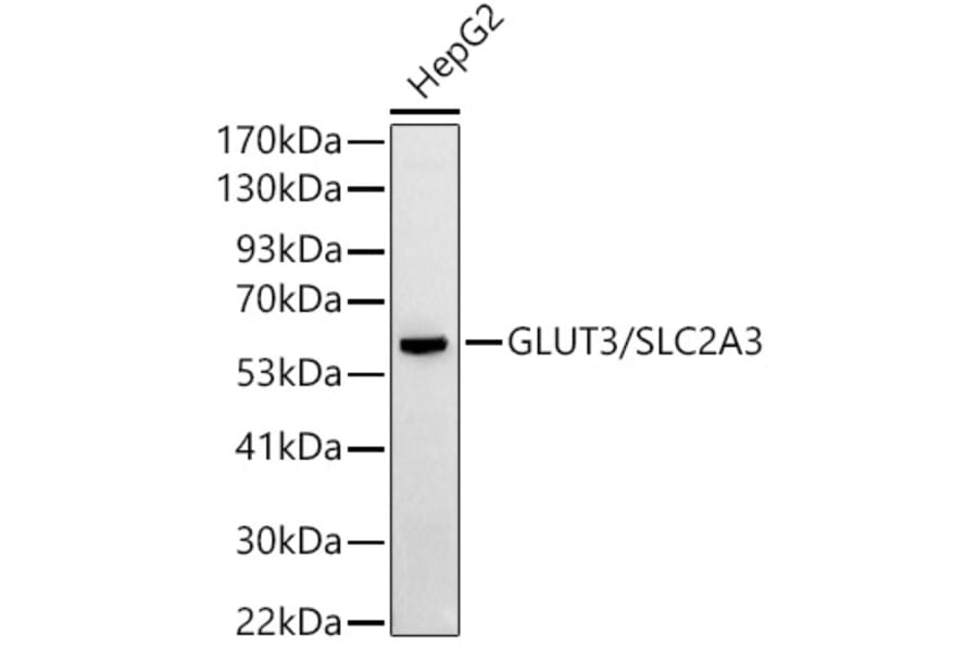 Western Blot - Anti-Glucose Transporter GLUT3 Antibody (A16090) - Antibodies.com