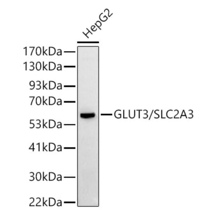 Western Blot - Anti-Glucose Transporter GLUT3 Antibody (A16090) - Antibodies.com