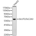 Western Blot - Anti-Glucose Transporter GLUT3 Antibody (A16090) - Antibodies.com