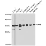 Western Blot - Anti-Spermidine synthase Antibody (A16091) - Antibodies.com