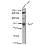 Western Blot - Anti-Frizzled 4 Antibody (A16096) - Antibodies.com