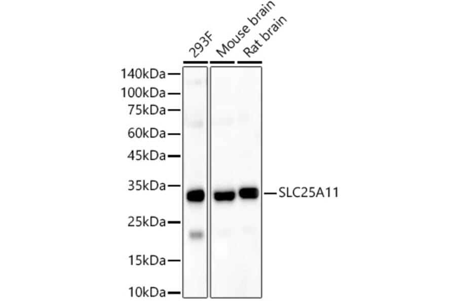 Western Blot - Anti-SLC25A11 Antibody (A16098) - Antibodies.com