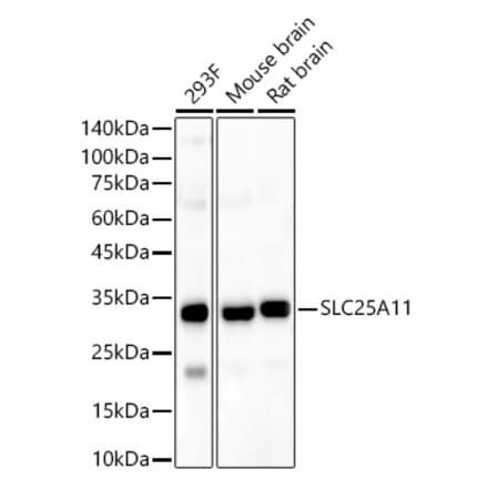 Western Blot - Anti-SLC25A11 Antibody (A16098) - Antibodies.com
