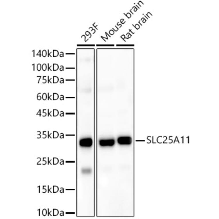 Western Blot - Anti-SLC25A11 Antibody (A16098) - Antibodies.com