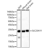 Western Blot - Anti-SLC25A11 Antibody (A16098) - Antibodies.com