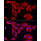 Immunofluorescence - Anti-SLC25A11 Antibody (A16098) - Antibodies.com